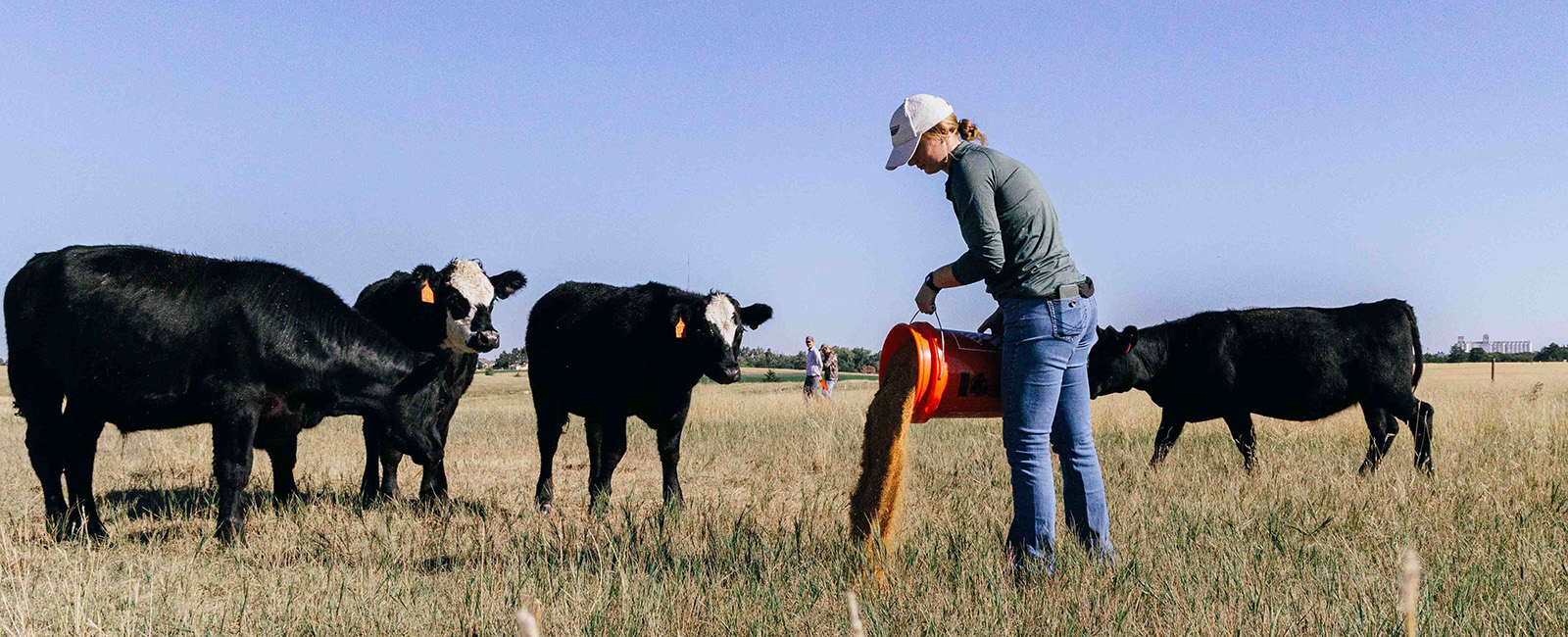 A woman in a pasture pours something on the ground near four cows.
