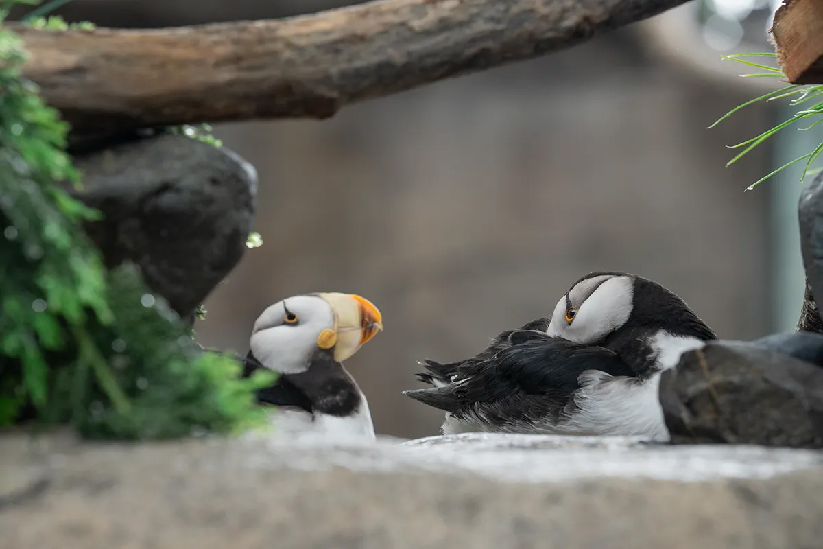 Mating pair of puffins at the Seward Life Center. 