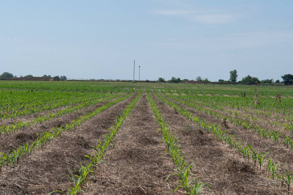 A field is shown with green rows of crops.