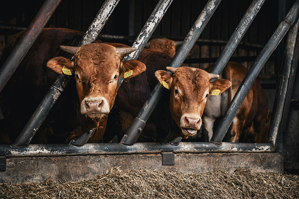 Two red cows with horns protruding horizontally from the tops of their heads peek out of a pen  Cutline: 