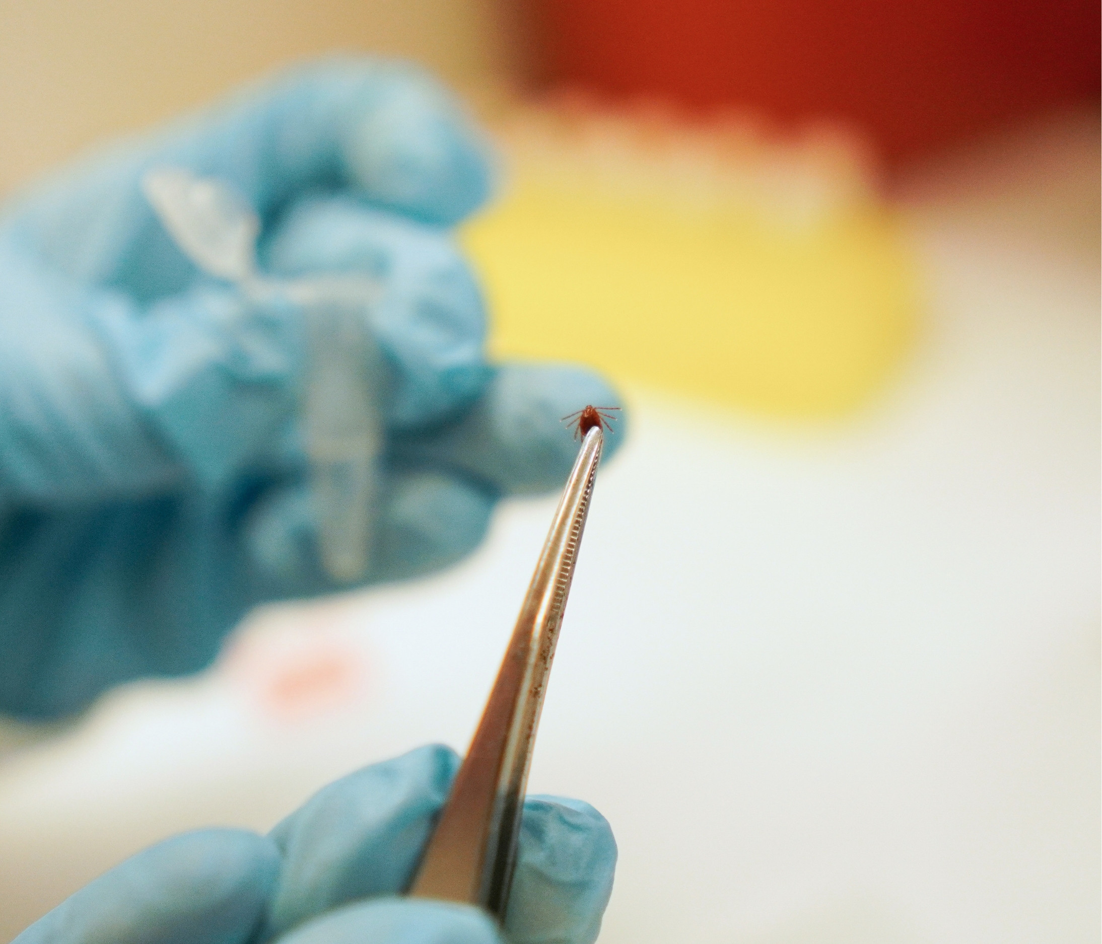 A close-up image of gloved hands using tweezers to examine a tick.