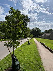 Two newly planted trees along the side of a street. 