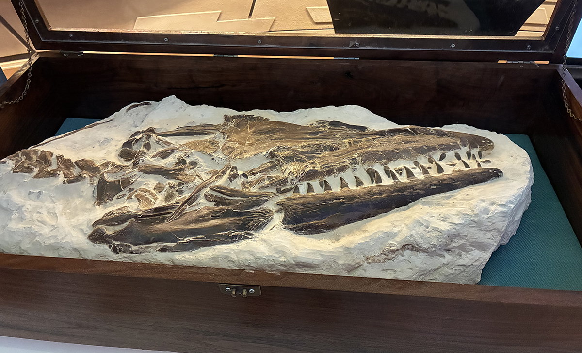 A close-up shot of a fossil of a skull with visible teeth 
