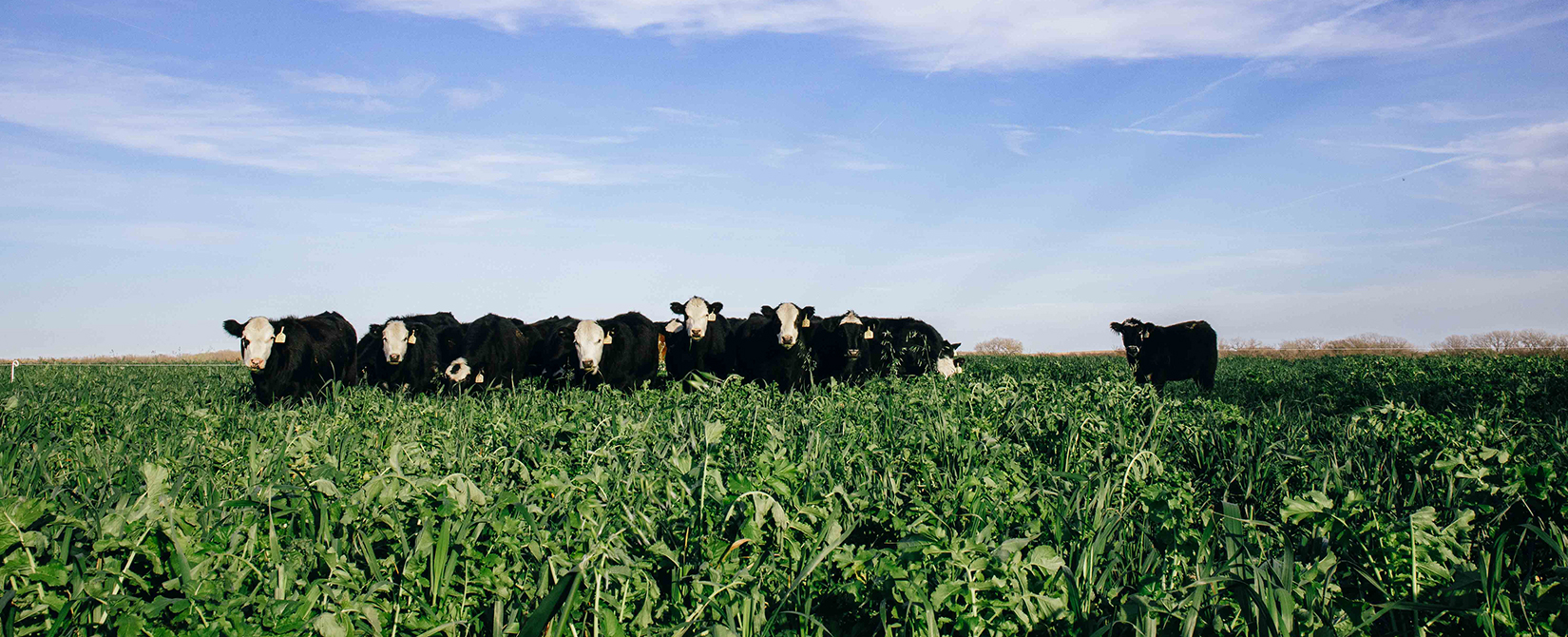 A herd of cattle roam on a green hillside with a blue sky above.