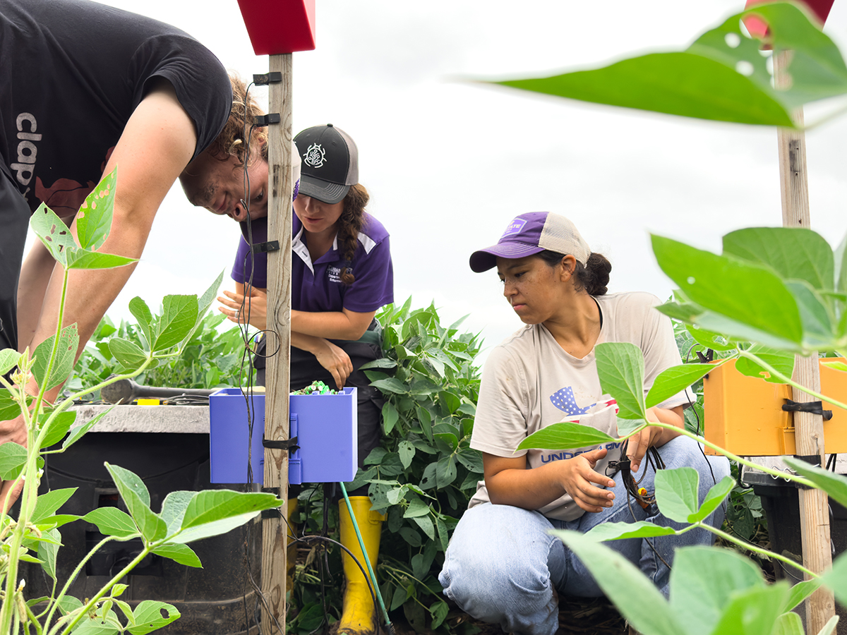K-State students crouched around a wooden stake holding a blue box where computer is located. Microphones clip to the wooden stake and wires trickle out. Soybean springs up around the students.  
