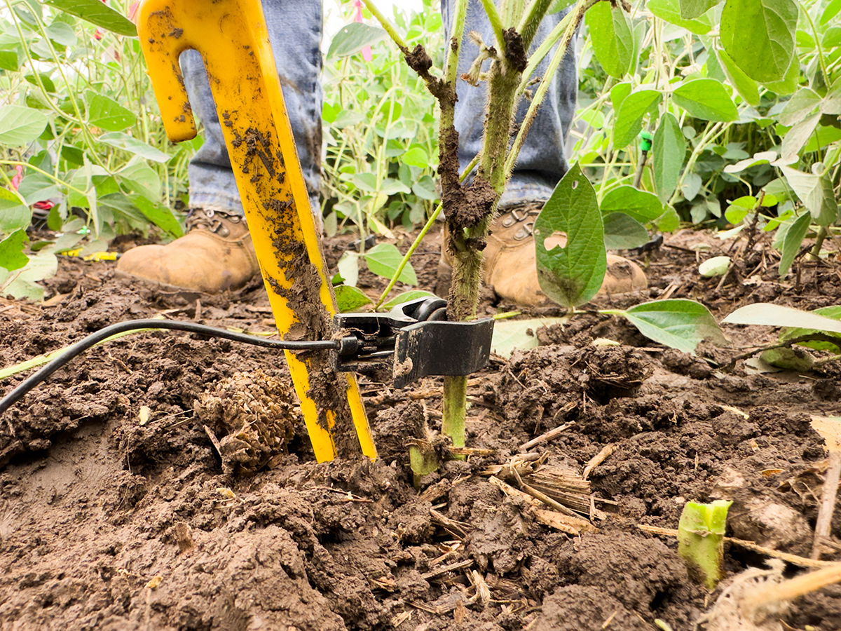 Black vibration sensor is clamped to the base of the soybean plant. Soybean is all around with students boots visible in the background. 