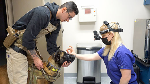 Service and working dog eye exams Service and working dog eye exams