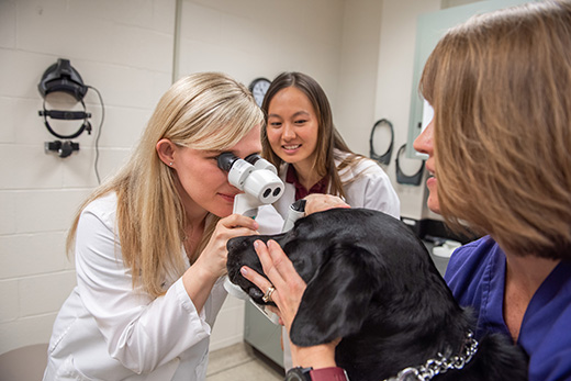 Animal ophthalmology Animal ophthalmology