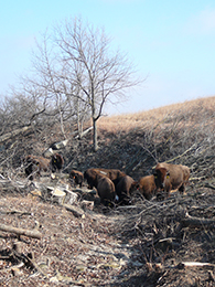 Konza prairie woody vegetation Konza prairie woody vegetation