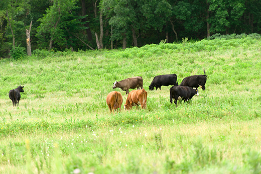 Cattle grazing Cattle grazing