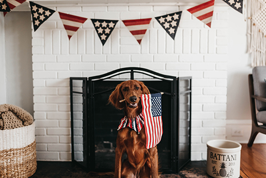 Fourth of July dog Fourth of July dog