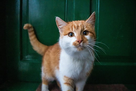 An orange cat against a green door