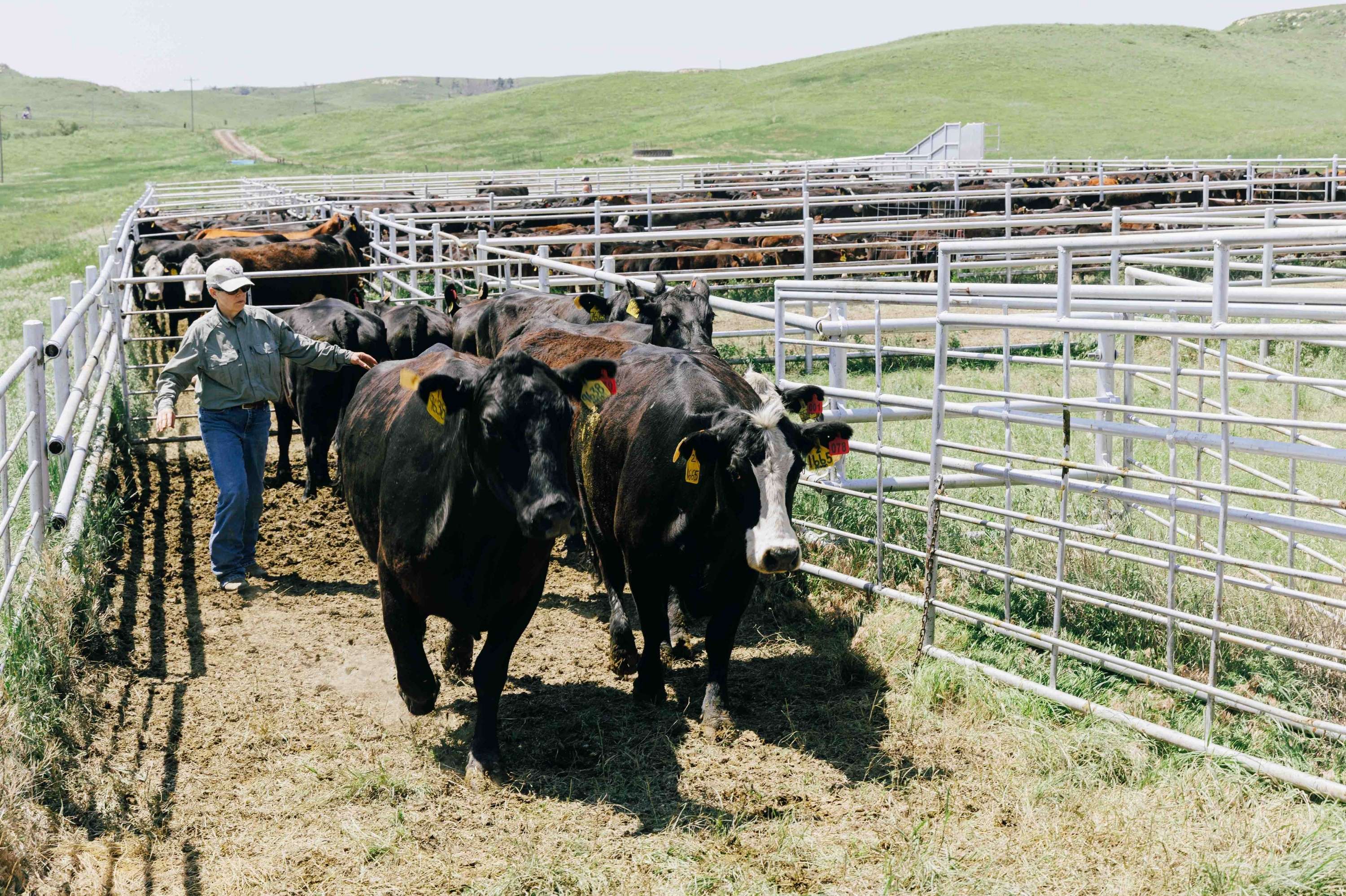 Sandy Johnson with cattle