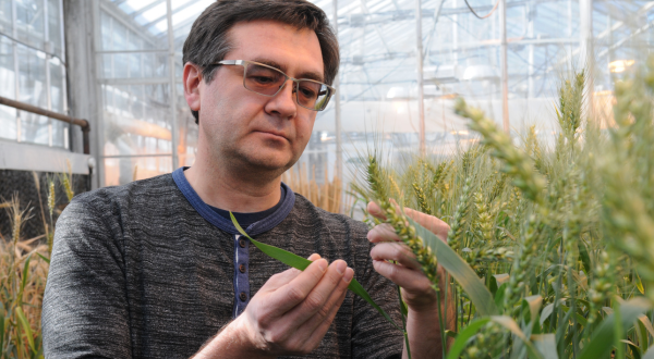 A researcher looks at a crop.