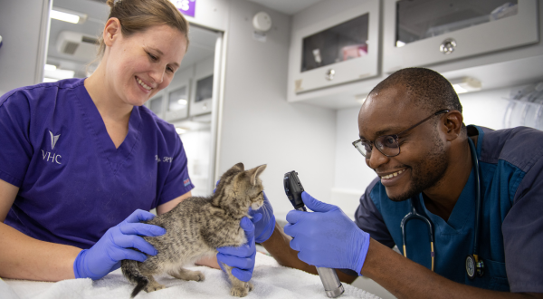 Two veterinarians care for a kitten.