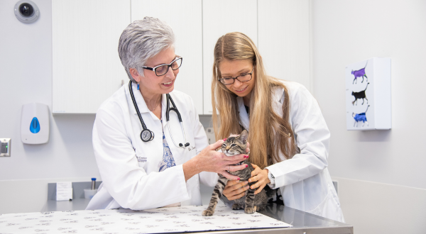 A professor and student examine a cat.