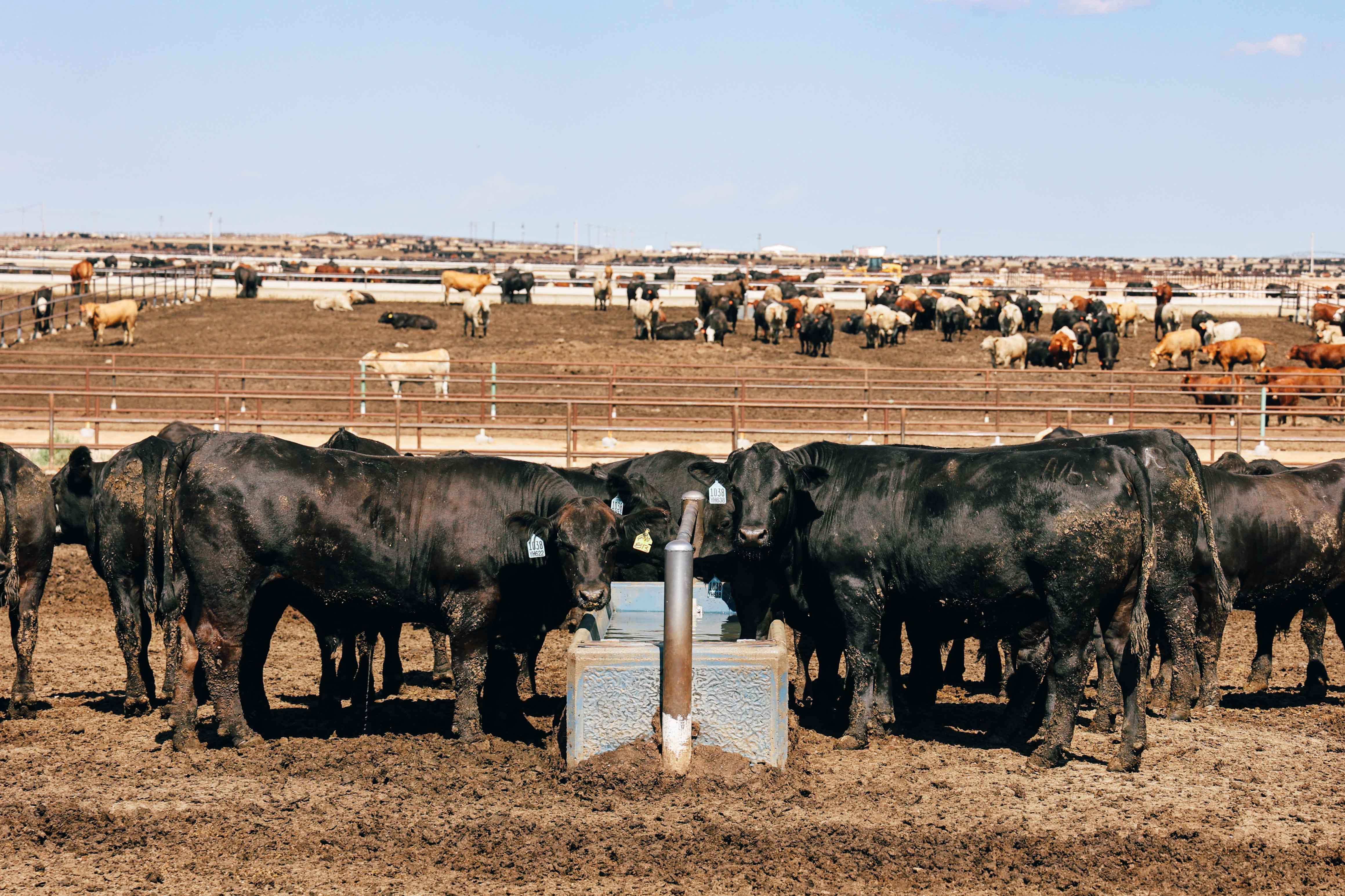 Black cows stand to either side of a watering trough at a feedyard