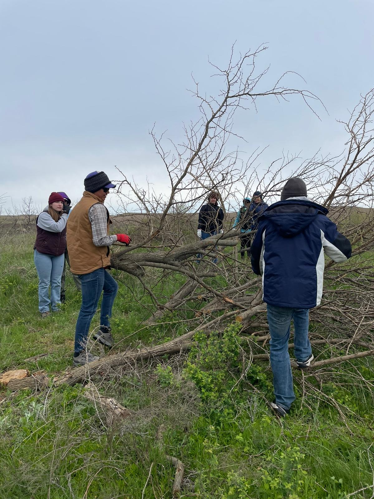 A group of K-State students help to clear dead trees from the waterway