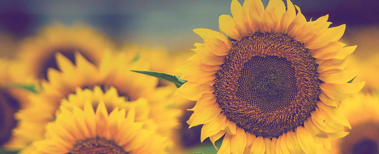 This image shows a field of sunflowers. 