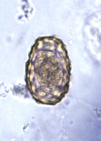 Animal Parasitology