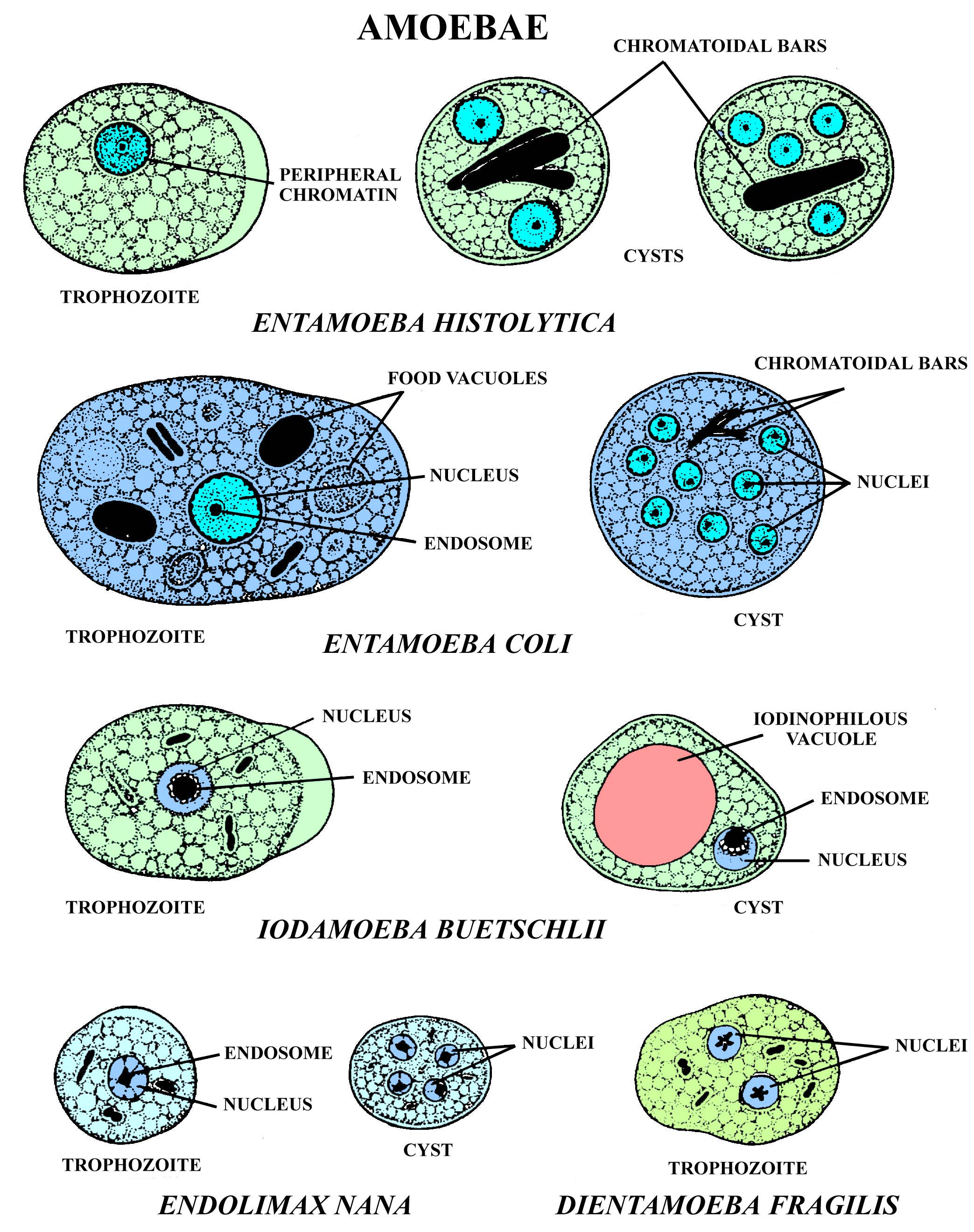 Biology 546