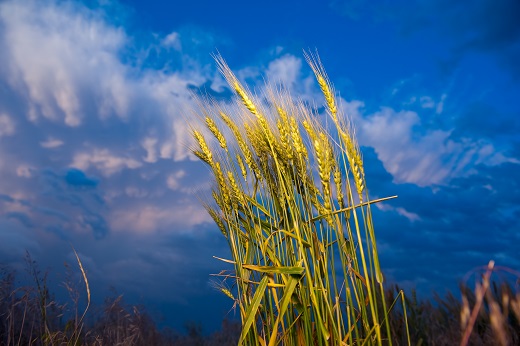 Kansas Wheat