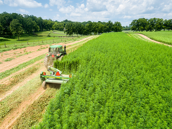 Hemp harvest