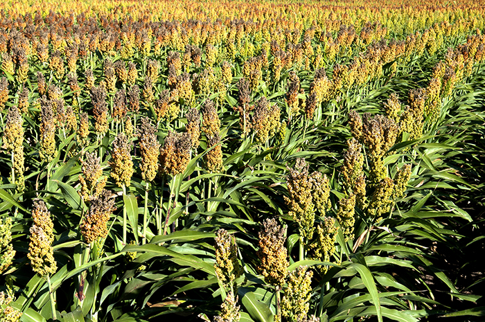 Sorghum