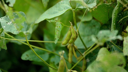 Soybean