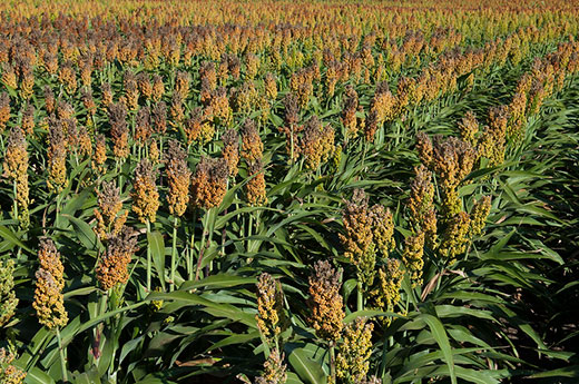 Sorghum Field