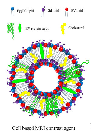 Cancer Cell