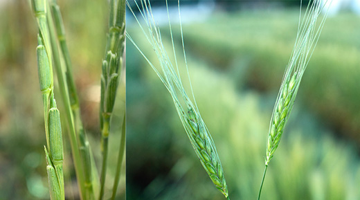 Aegilops speltoides, left, and Triticum dicoccoides, or wild Emmer