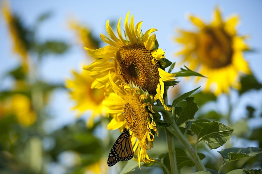 Sunflower