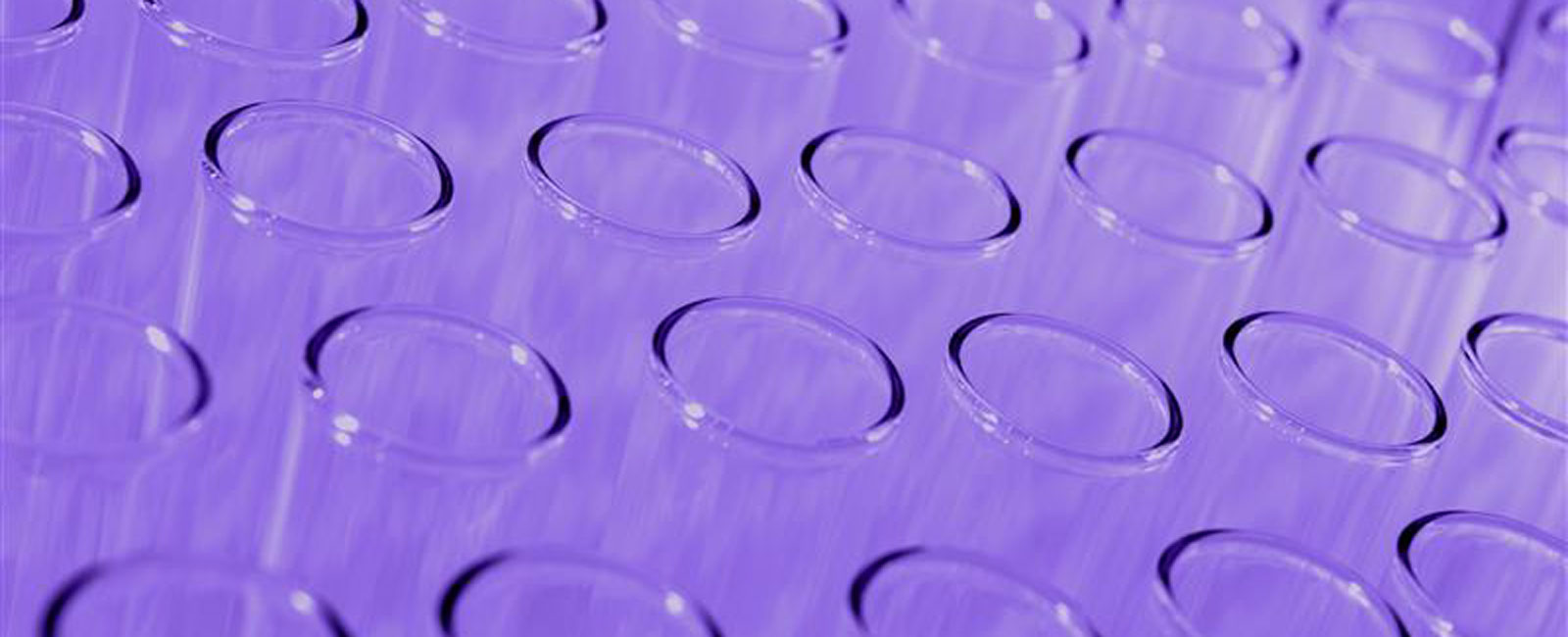 A set of purple laboratory samples