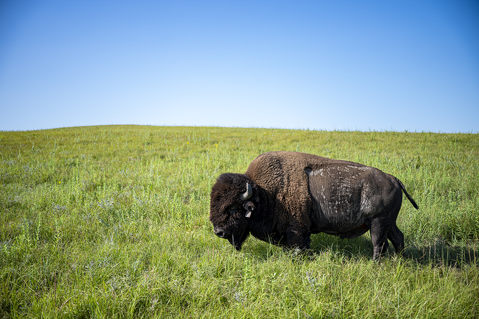 A lone brown bison stands at the foot of a brilliantly green hill with a bright blue sky above.