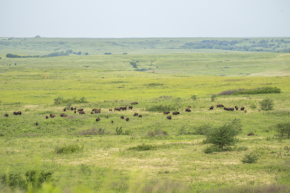 A herd of bison grazes in the rolling green hills of the Konza Prairie Biological Station.