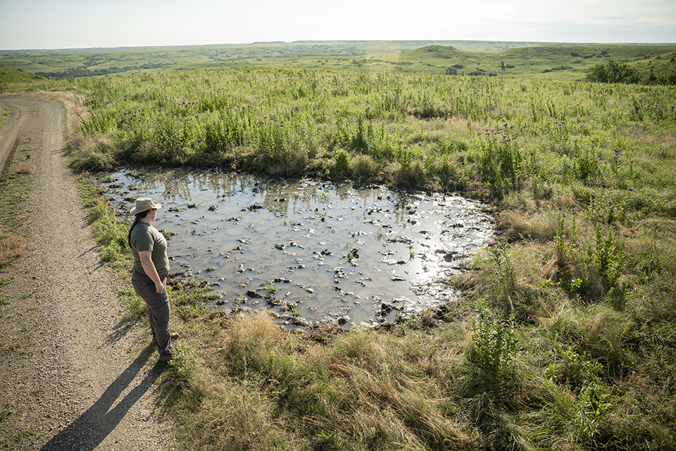 A biologist overlooks a bison wallow, a large depression in the ground that has collected water, alongside a gravel road that runs through a prairie.