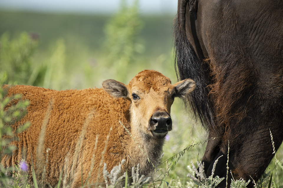 K-State biologists study American bison and prairie home at Konza