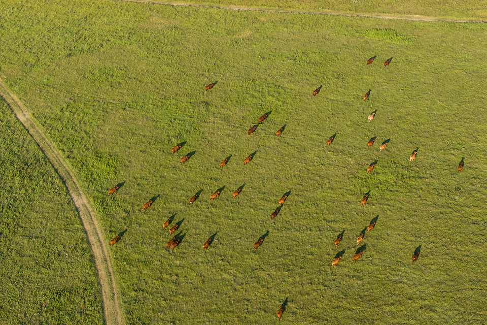 An aerial view of cattle spread across a resplendent green prairie.