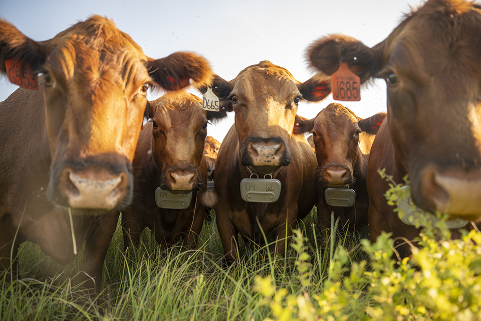 Cattle with GPS collars 