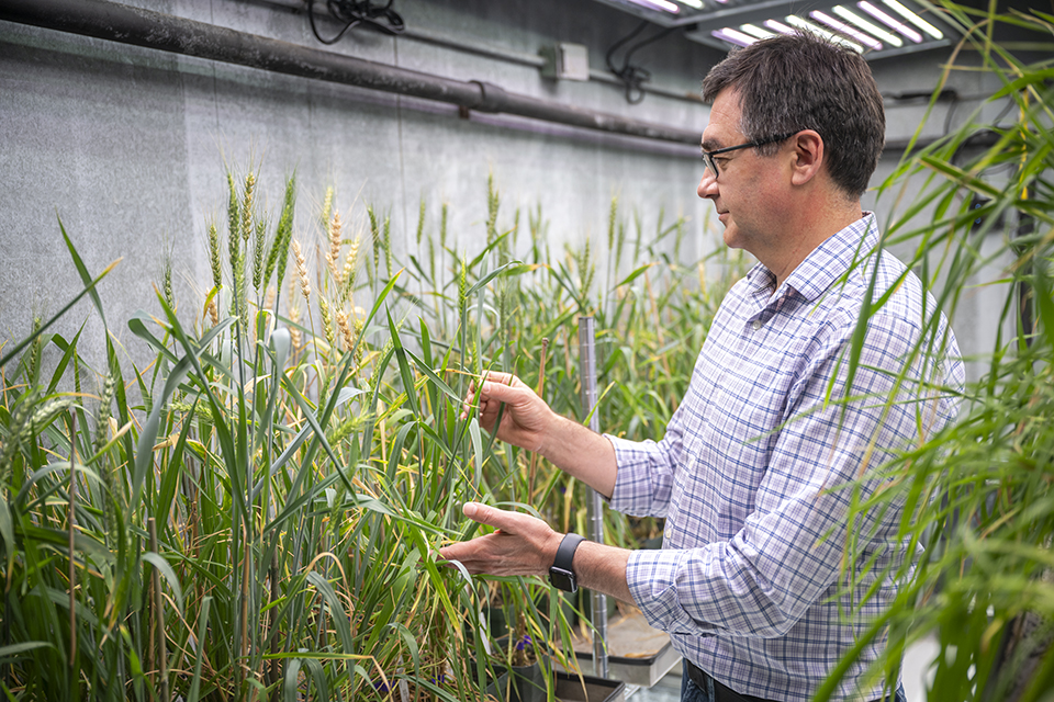 A man in a purple checkered shirt touches and observes a green stalk of wheat inside a wheat-growing laboratory.