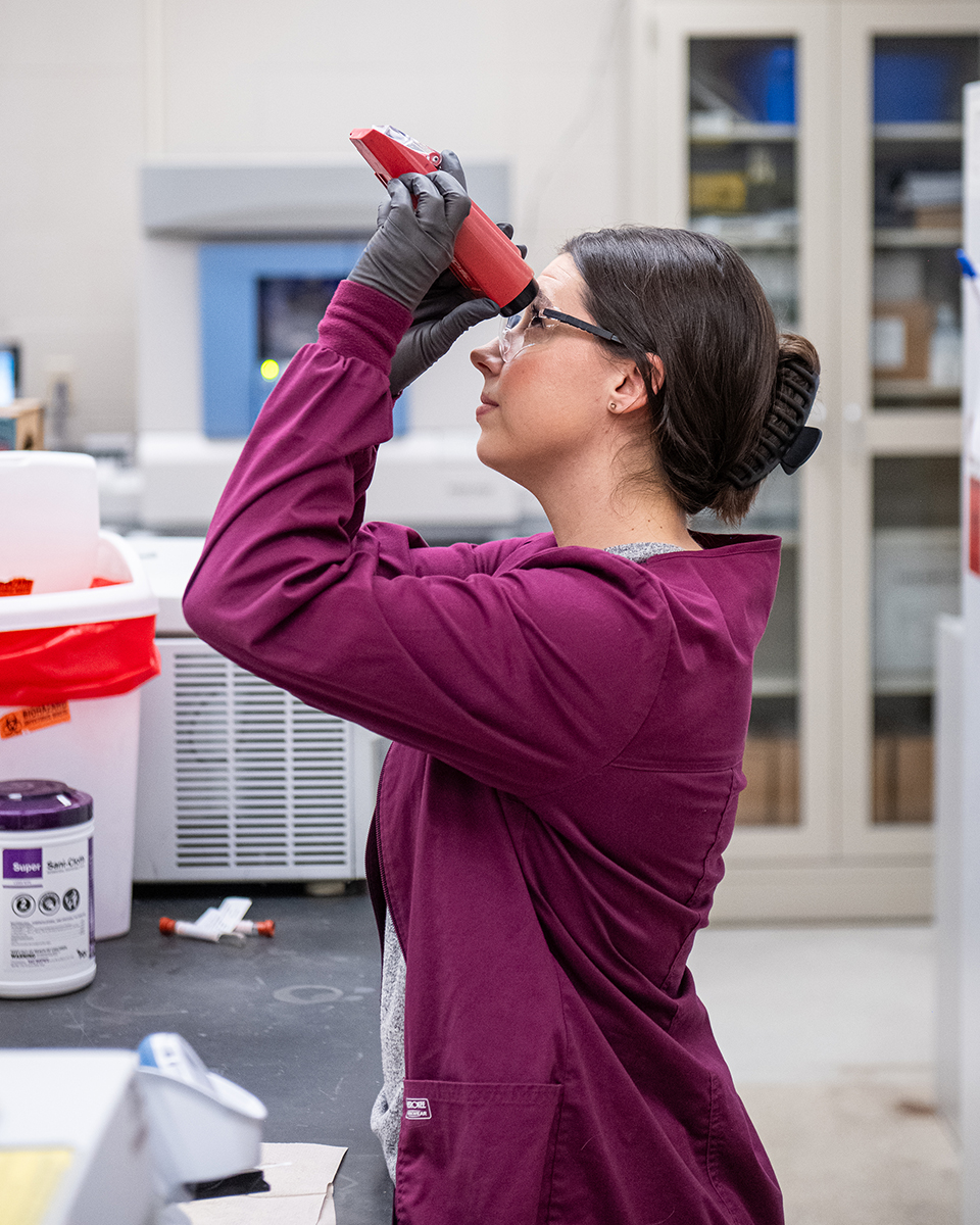 Emily Walker, medical technologist in the KSVDL’s clinical pathology laboratory, tests a sample of dog urine for its specific gravity, or the balance of water content and waste, through a refractometer.