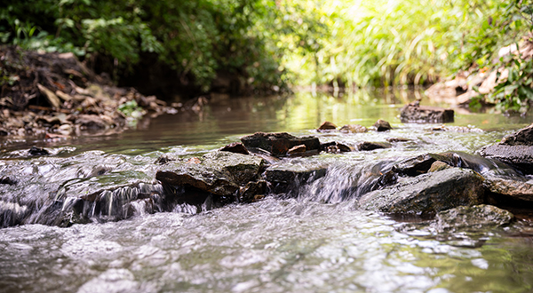 Water streams over the low-lying rocks in a creek surrounded by green trees.