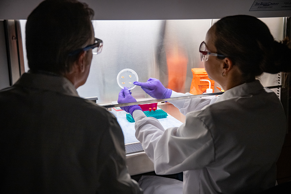 A pair of university researchers in shadow work with a bacteria sample under a brightly lit work bench area.