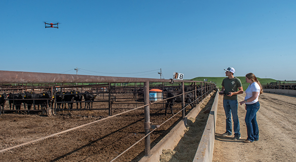 A college professor and a graduate student stand next to a cattle pen, while the student uses a handheld remote to control a drone flying over the cattle.A college professor and a graduate student stand next to a cattle pen, while the student uses a handheld remote to control a drone flying over the cattle.