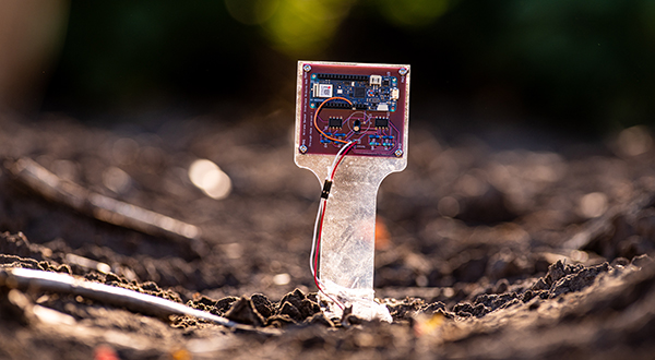 A microchip on a plastic bar pokes out above a small patch of brown dirt.