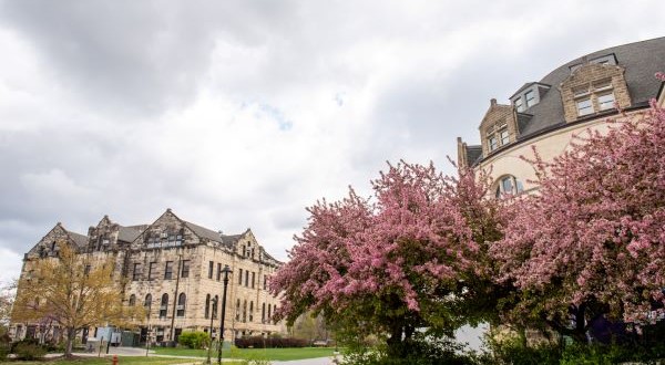 campus building with pink flowering tree