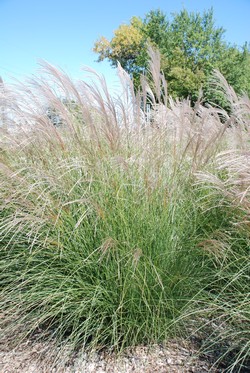 Miscanthus Sinensis ‘Yaku Jima’ | Ornamental Grasses | Resources | Turf ...